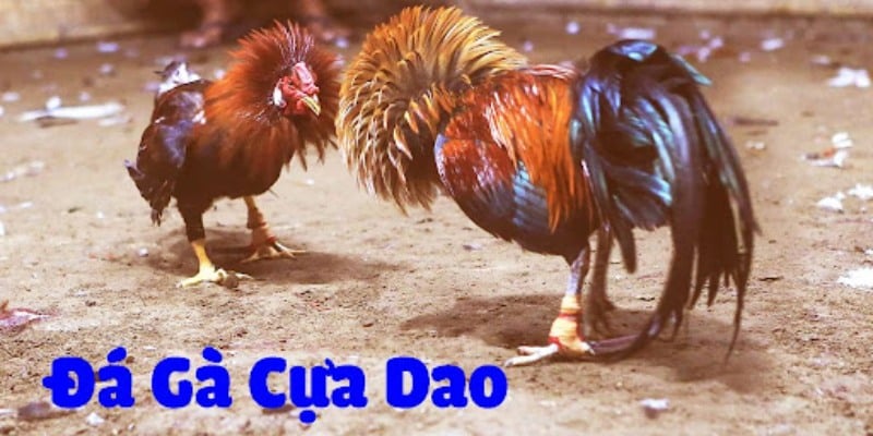 da-ga-cua-dao